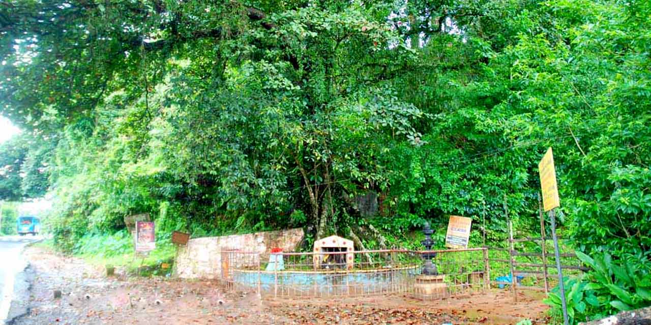 Chain Tree Wayanad (Timings, History, Entry Fee, Images & Information) 
