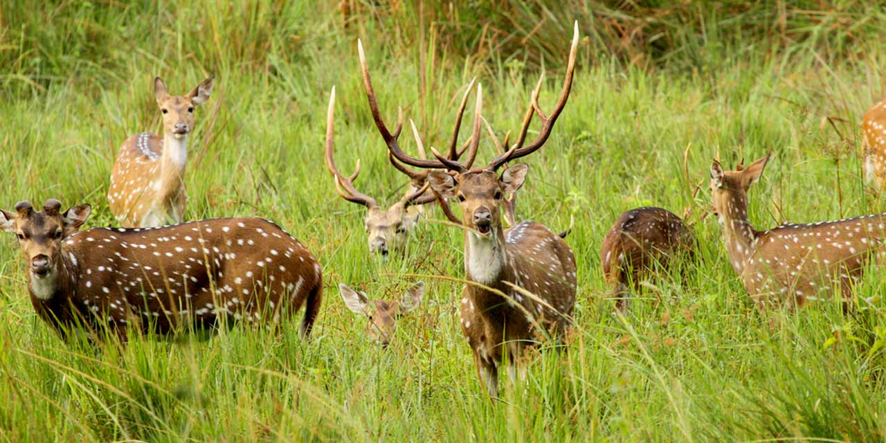 Wayanad Wildlife Sanctuary Wayanad