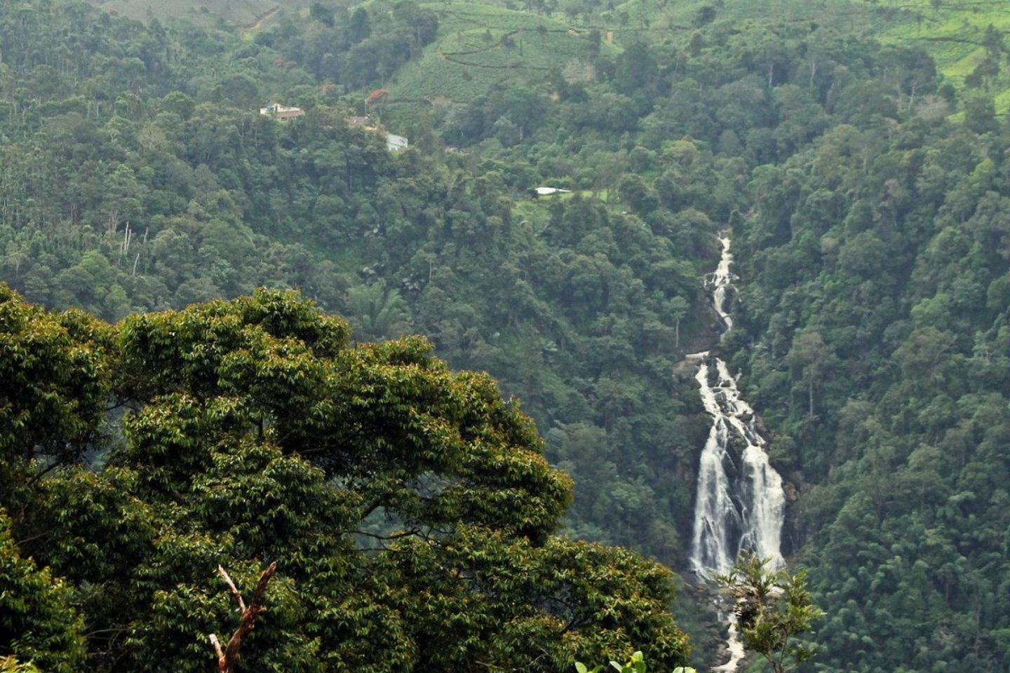 Neelimala View Point Wayanad (Timings, History, Entry Fee, Images & Information)